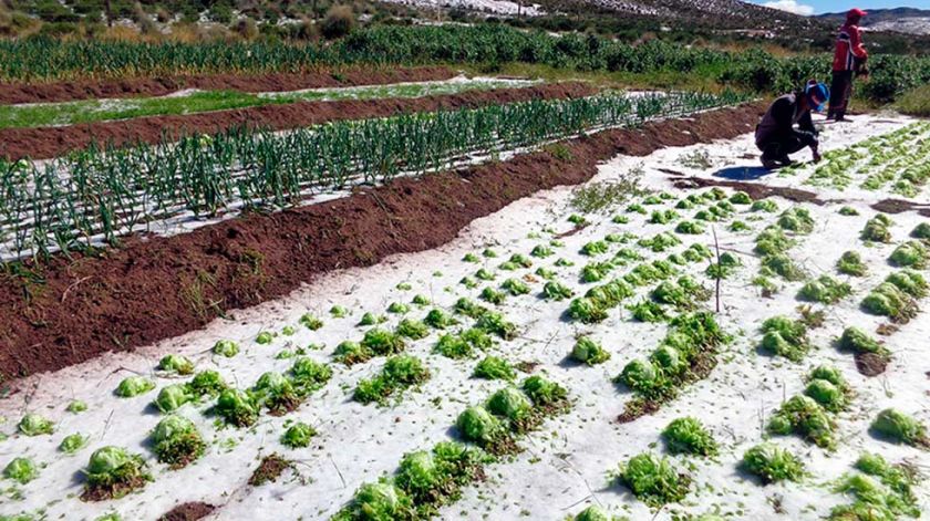 Comunarios de Betanzos pierden todos sus cultivos por el granizo