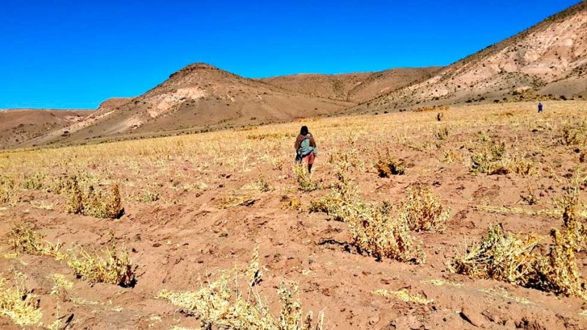 Reportan perdida de la producción de quinua debido a la falta de agua