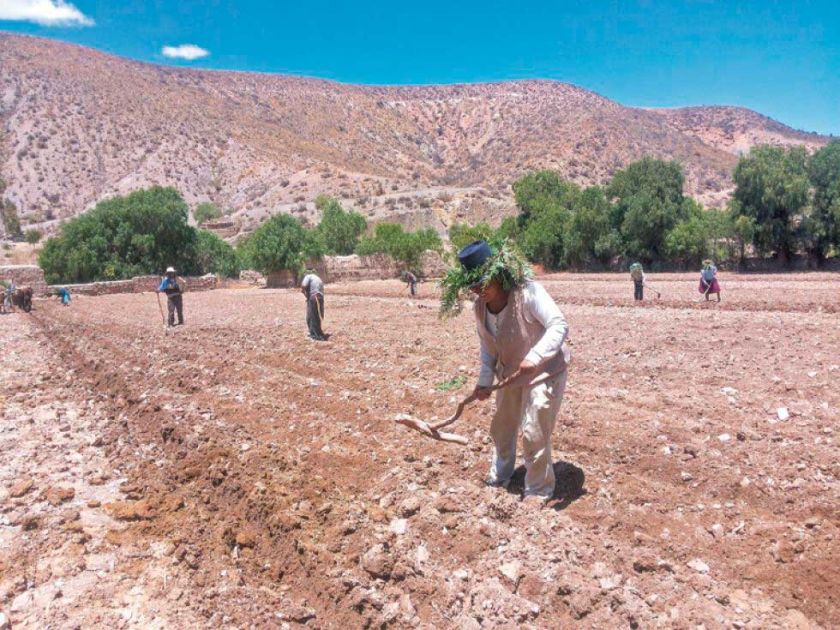 Llegan las lluvias y avanza 40 % la siembra en las comunidades