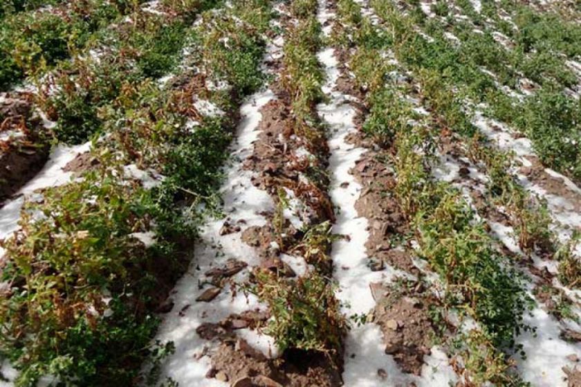 Granizadas y heladas destruyeron más de mil hectáreas de cultivos