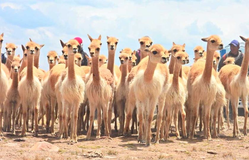 Venta de fibra de vicuña logra ingreso de Bs 3.2 millones