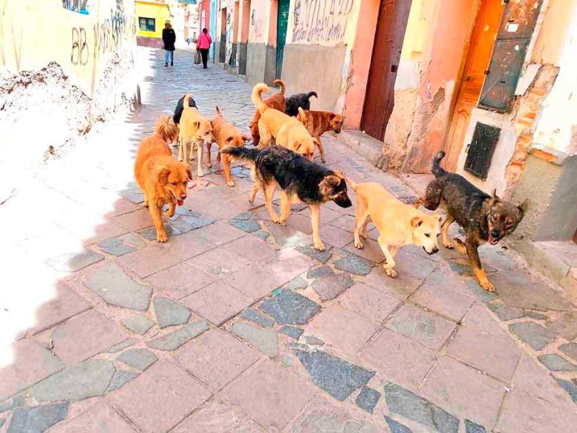 Potosí registra hasta ahora 36 casos de rabia canina
