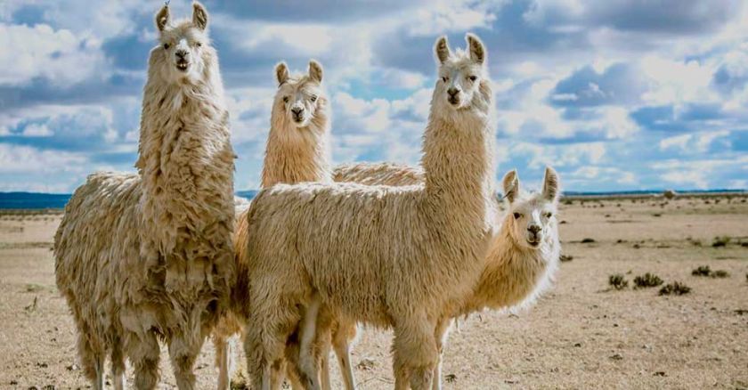 Investigadores y productores recorrerán la “Ruta de expedición de camélidos”