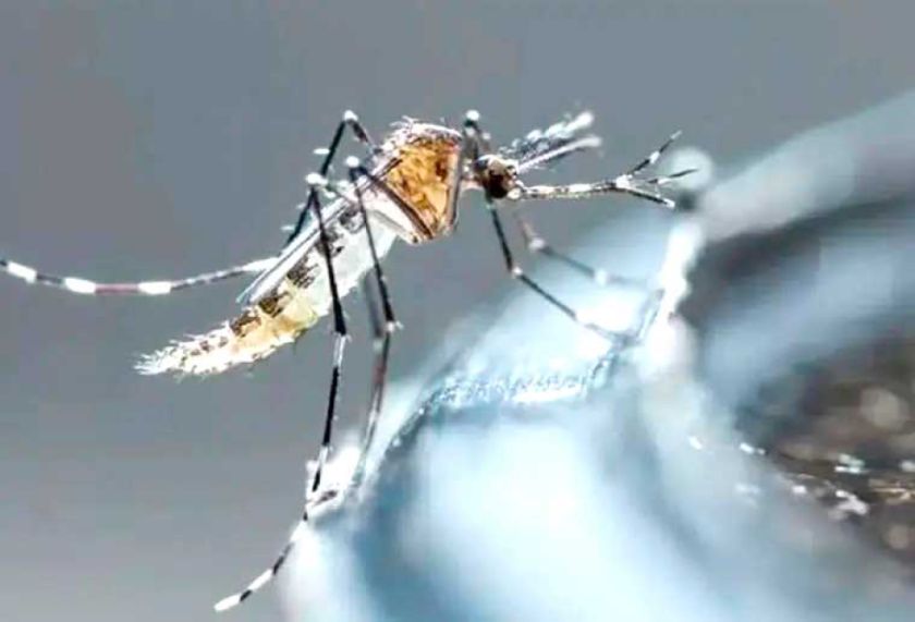 Reportan la primer víctima del dengue en La Paz
