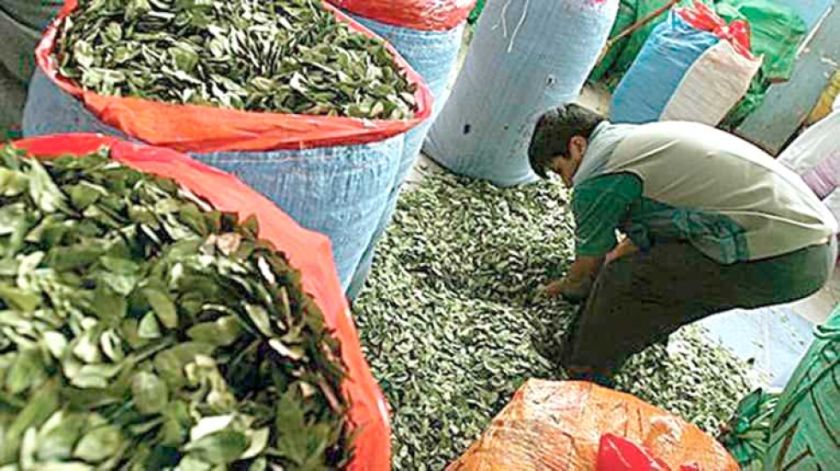 En la gestión 2023 se incautó 250 libras de hoja de coca