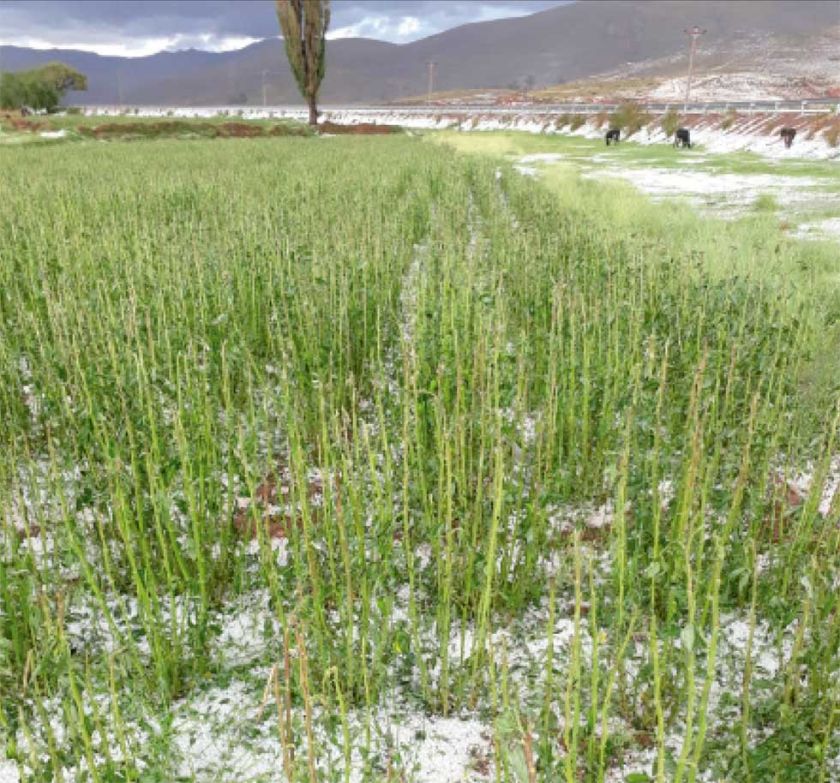 Granizada ocasiona pérdida del 100% de la producción en San Pedro de Macha