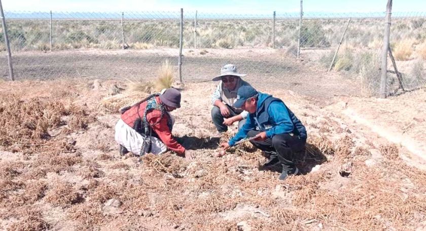La sequía afectó la producción de 32 comunidades en municipio de Yocalla