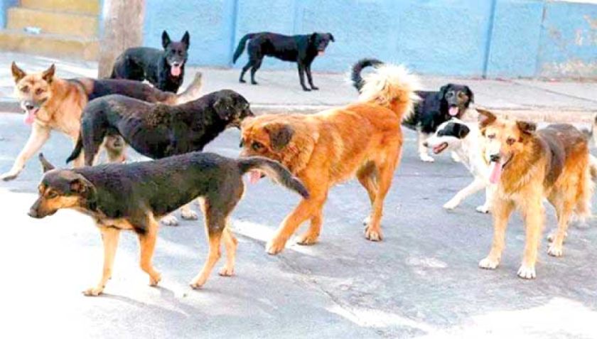 Fue confirmado primer caso de rabia canina en la Villa Imperial