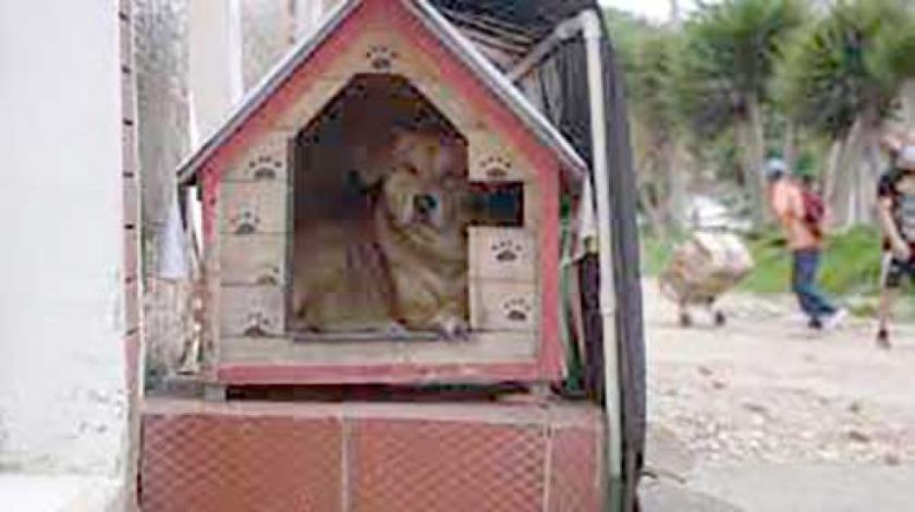Notifican a vecinos que tienen casas de perros en plena calle