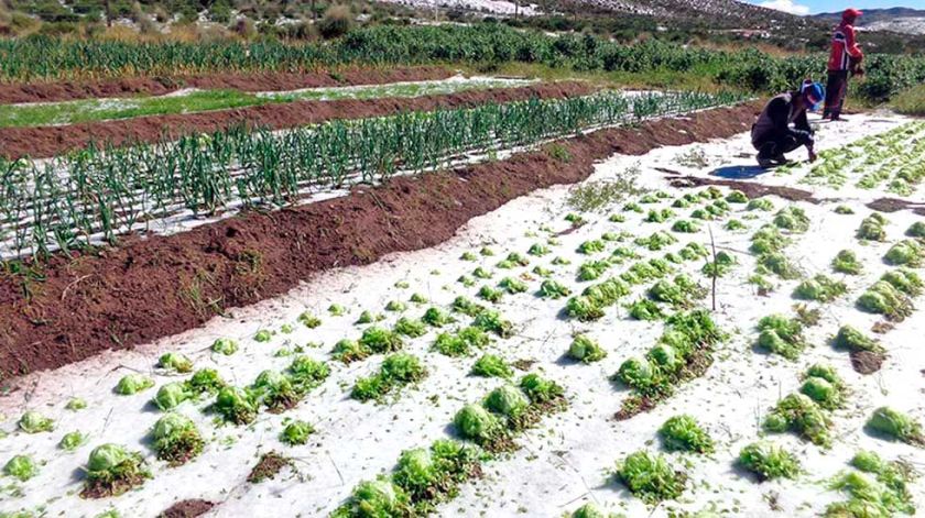 Las granizadas afectan los cultivos en las comunidades