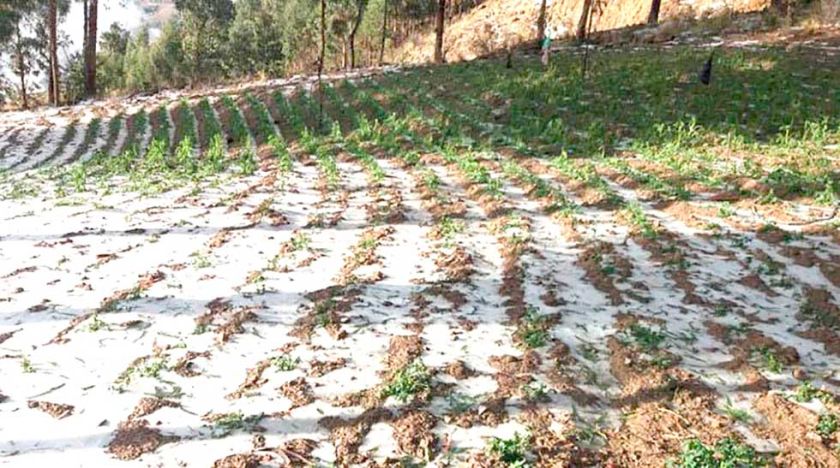 Granizadas afectan los cultivos en el municipio de Villazón