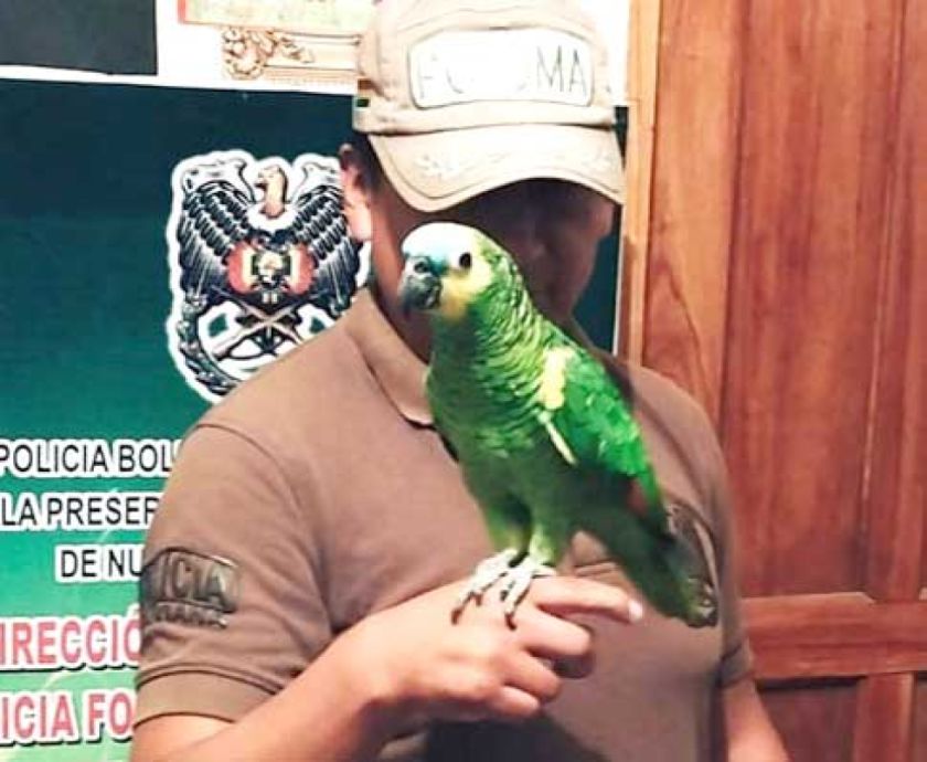 Personal de Pofoma va en rescate  de una ave