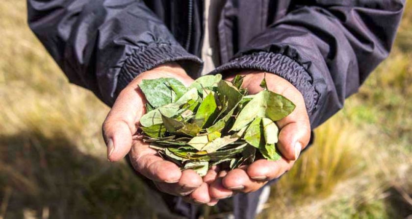 El pedido de despenalizar el consumo de coca es analizado