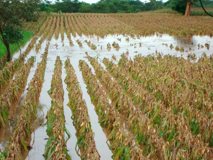 Fuertes lluvias afectan la producción agrícola y los caminos en Vitichi