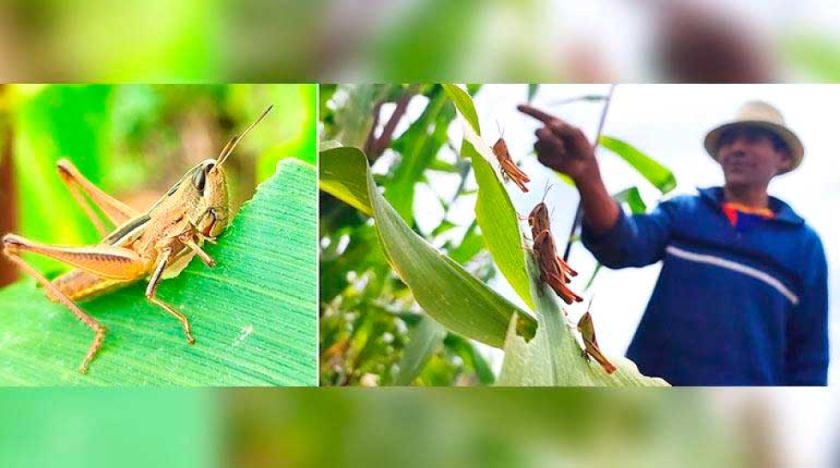 Una plaga de langostas afecta 70 hectáreas de cultivos en Raqaypampa