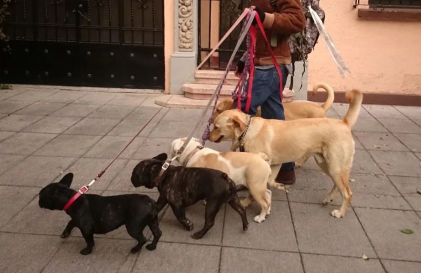 Los humanos transmiten más virus a los animales que al contrario, según un estudio