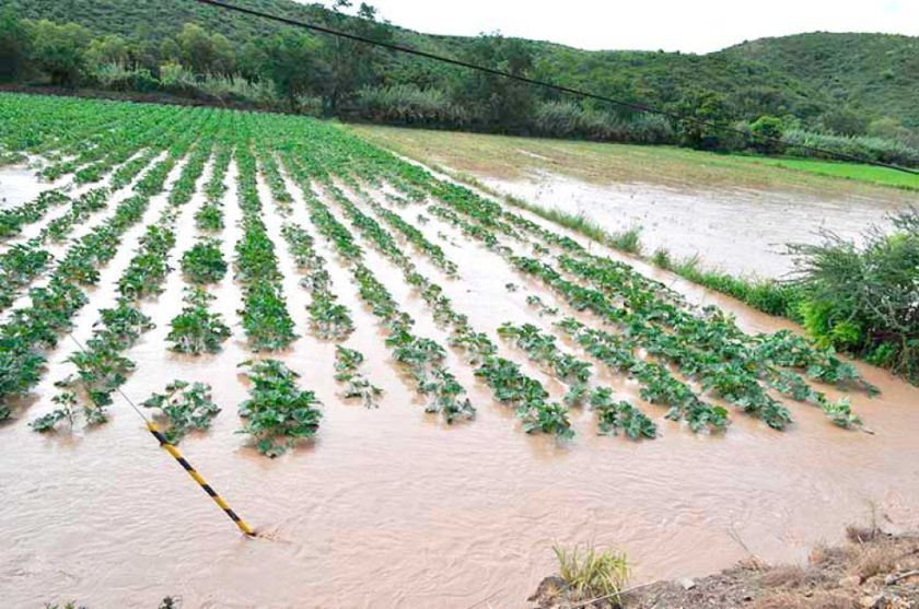 Desastres naturales afectan 14.000 hectáreas de cultivos
