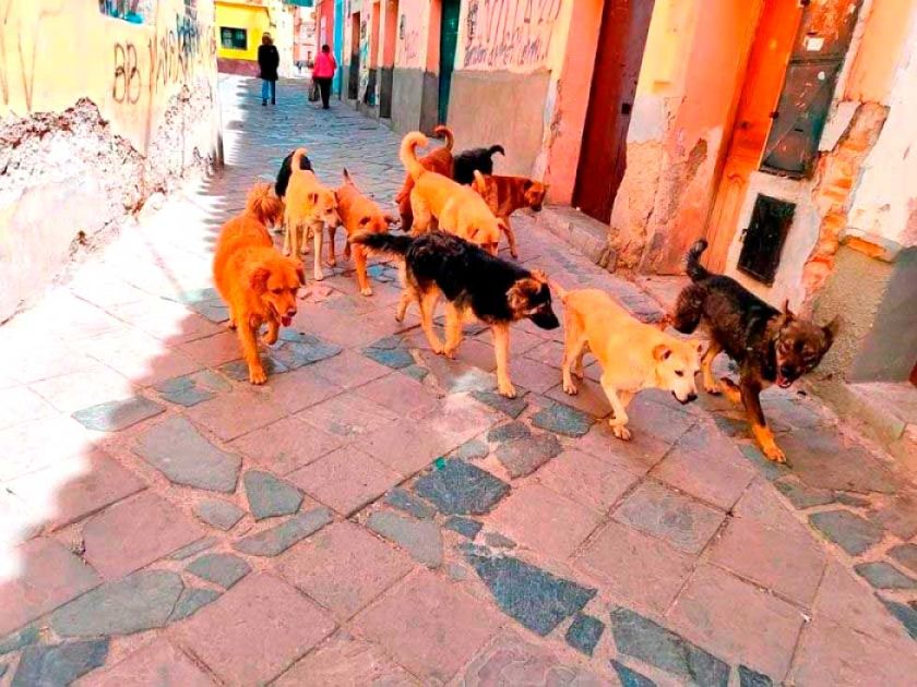 Develan que en el municipio de Potosí existen 70.000 perros