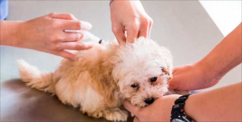 Prevén vacunar 4.000 perros no inmunizados contra la rabia
