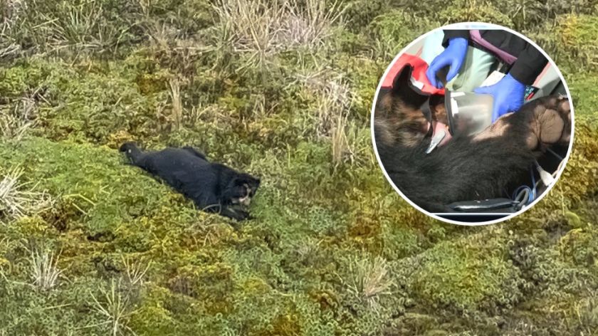Tupak, el oso andino que vuelve a ser libre tras un complejo traslado en Ecuador