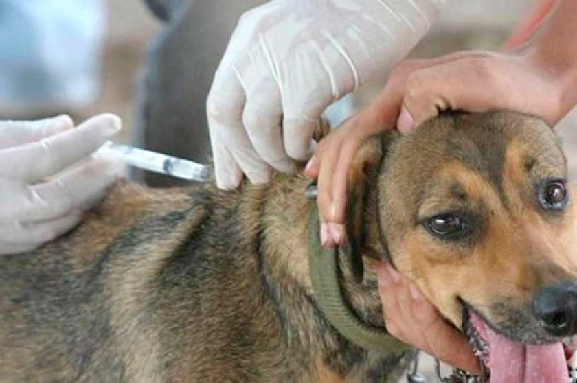 Todo está listo para la campaña de vacunación contra la rabia canina