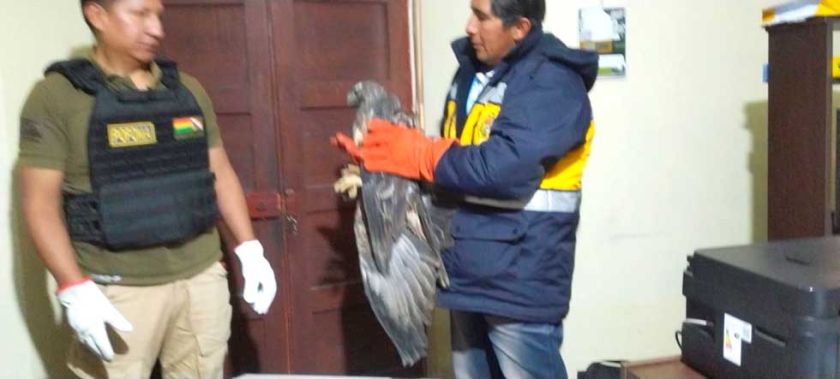 Agentes de Pofoma rescatan a un halcón malherido que cayó en Uyuni