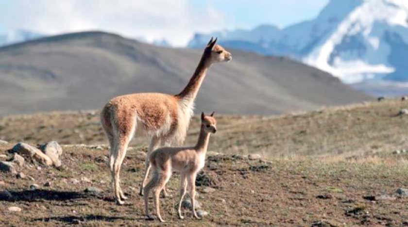 Marca italiana monopoliza y daña precio de lana de vicuña