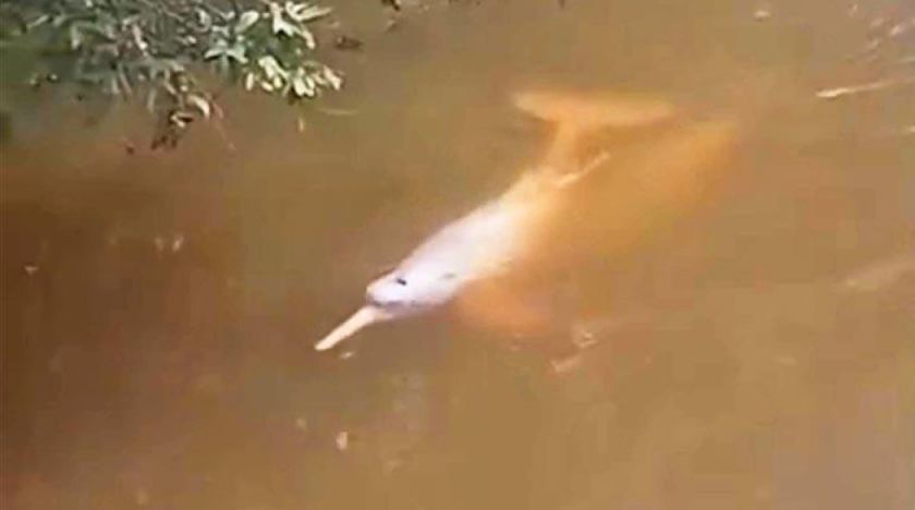 Delfines rosados sorprenden en Villa Tunari; afirman que no corren peligro
