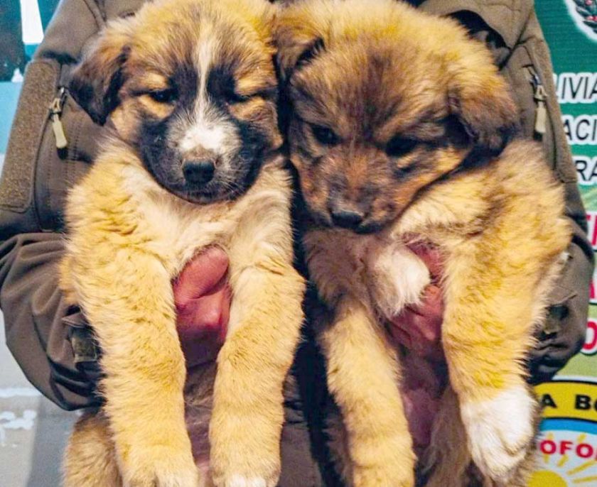 Personal de Pofoma rescata a cachorros que eran vendidos