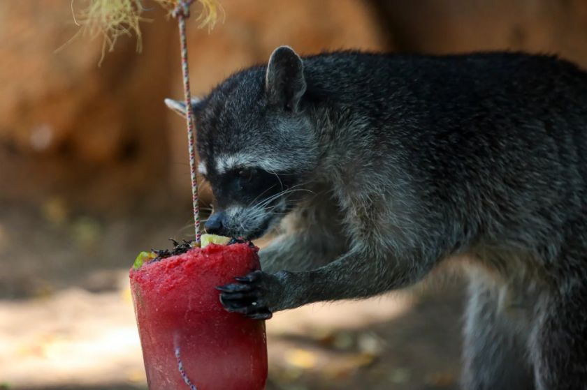 Con paletas de hielo mitigan la ola de calor en animales de zoológicos en el sureste de México