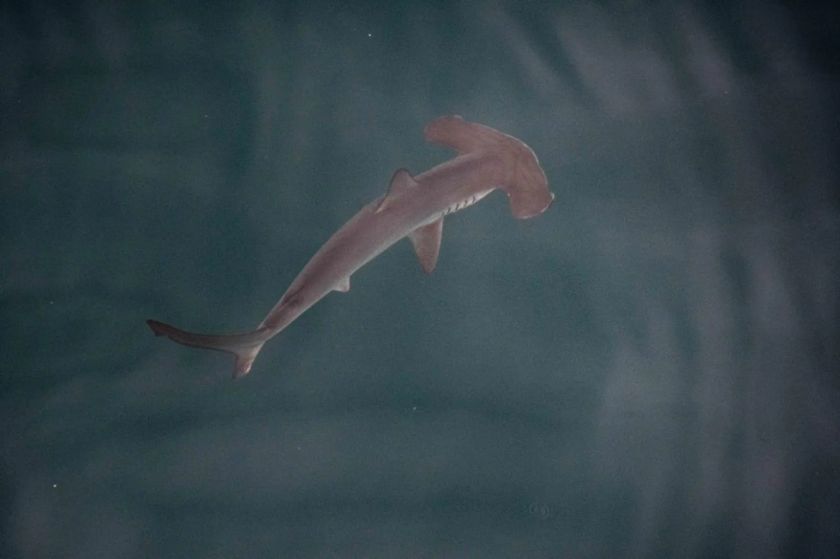 Hallan por primera vez una posible “guardería” de tiburones martillo liso en las Galápagos