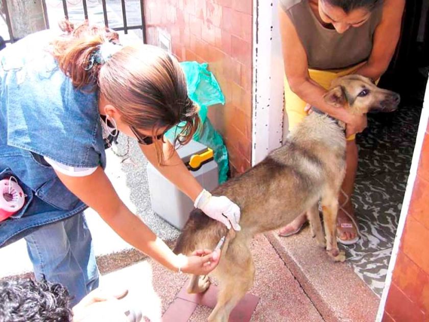 Sedes alistan campaña de vacunación contra la rabia