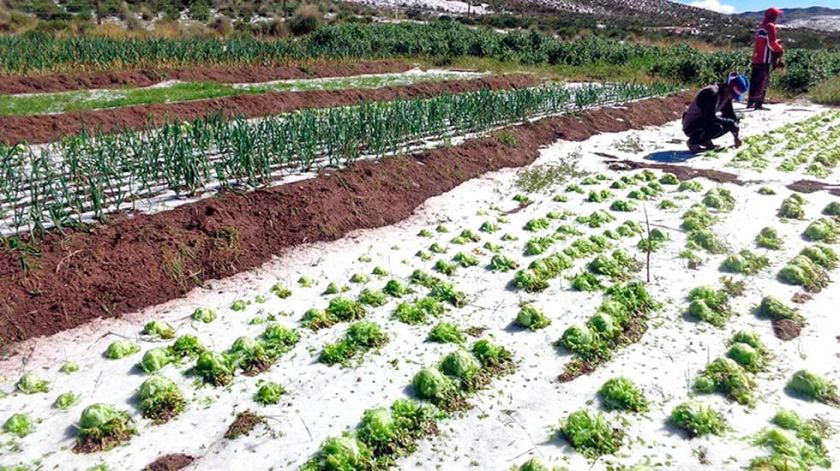 Granizada destruye varios cultivos de trigo en Pocoata