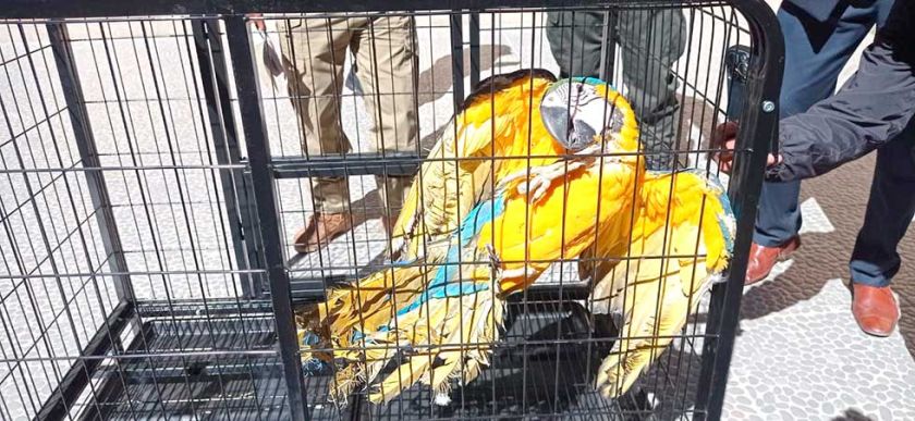 Guacamayo azul se paseaba por cableado de alta tensión