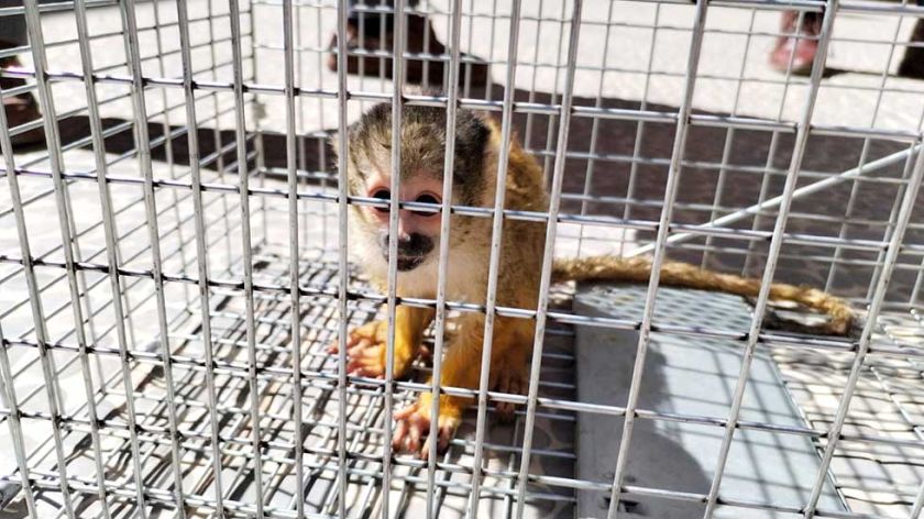 Pofoma rescata a monito ardilla de cola larga en Potosí