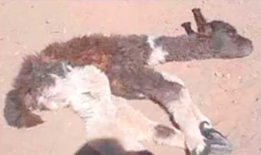 Fuerte temporal de frío aniquila a 200 animales  