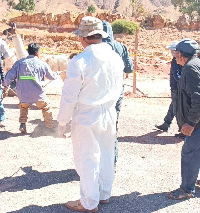 Inician campaña para evitar la muerte del ganado camélido