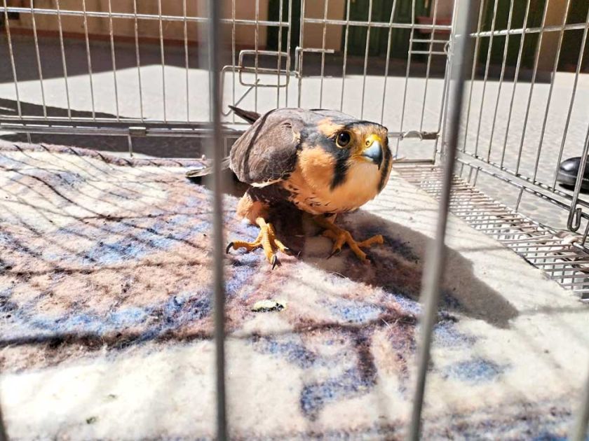 Halcón se estrella en una vía pública y es rescatado