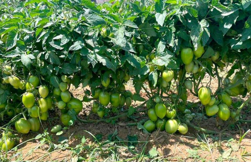 Baja la producción de tomate y sube precio en el mercado