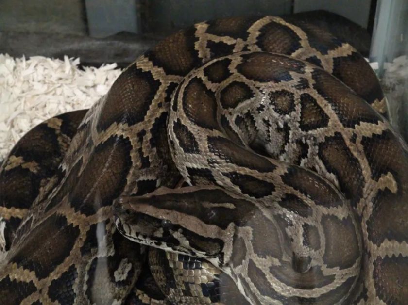Encuentran el cadáver de una mujer en el interior de una pitón de 5 metros en Indonesia