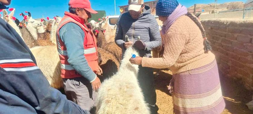 Adquieren insumos para evitar la muerte de ganado