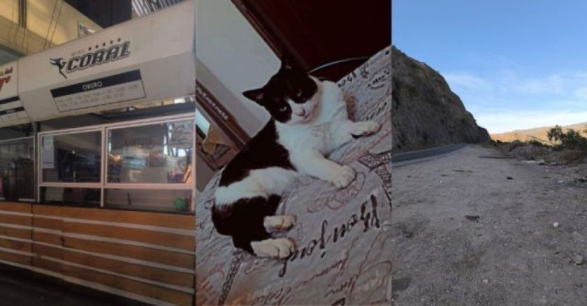 Chofer de bus botó al gato de una pasajera en la carretera porque “es de mala suerte”