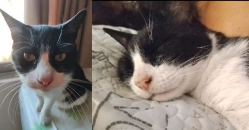 Buscan a Vampiro, el gato que fue arrojado por un conductor en plena ruta Cochabamba-Oruro