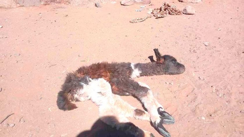 Puma andino ataca a animales de corral en Belén de Urmiri