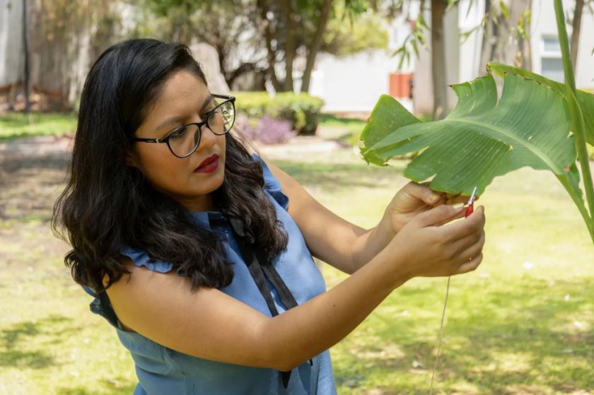 Una científica de México produce música generada con sonidos de las plantas