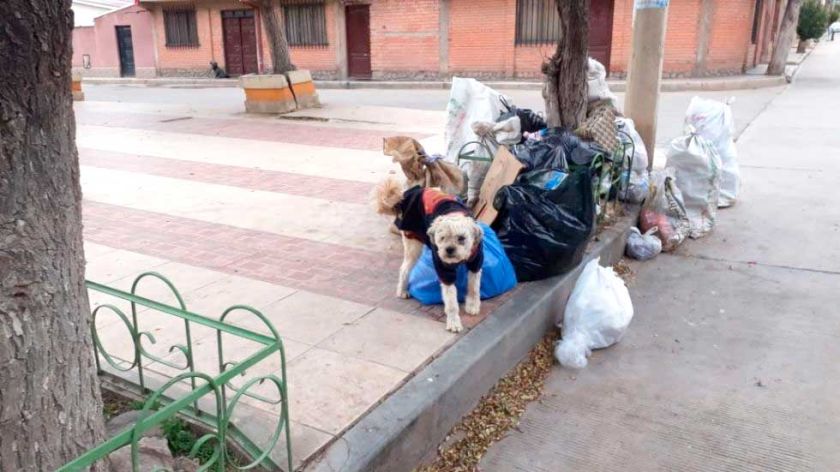 Prevén multa de Bs 250 a 300 para dueños que abandonen a mascotas