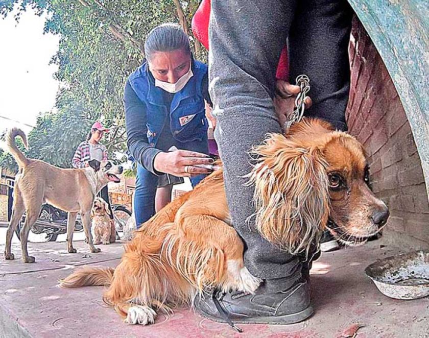 Confirman vacunación de perros y gatos el venidero fin de semana en Potosí