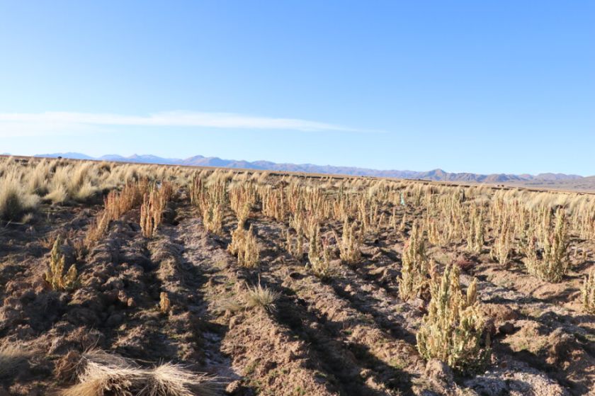 Bolivia tiene a más de 8.490 familias damnificadas por la sequía y 17.776 por heladas 
