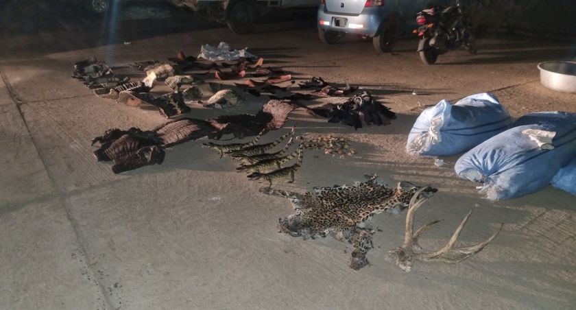 Hallan más de 60 kilos de marihuana y cueros de animales silvestres en una vivienda de Beni