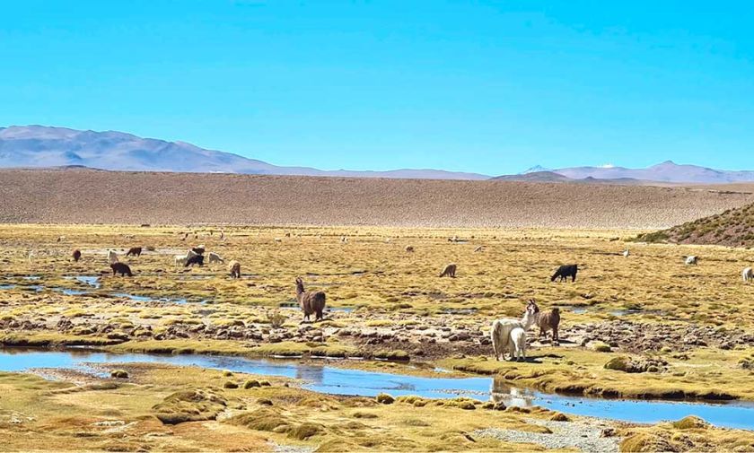 Frío potosino ya mató alrededor de 200 animales en zona del sudoeste